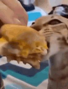 Cat Meme Cat Meme Cat Eating Descubrir Y Compartir GIFs