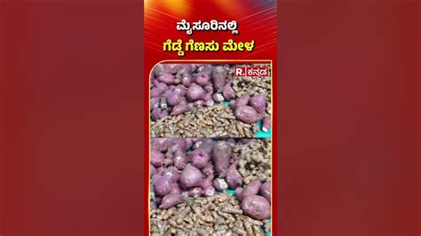 gadde genasu mela  mysore youtube