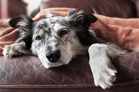 Fever in Dogs: Causes, Symptoms & Care | Mamaroneck Veterinarians