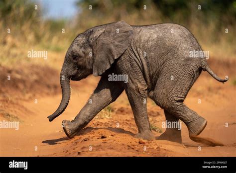 Baby African Bush Elephant Runs Across Track Stock Photo Alamy