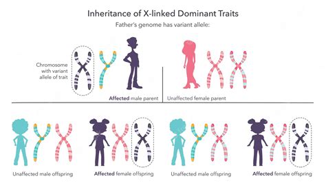 Premium Vector Inheritance Of X Linked Genetic Traits Scientific Infographic Vector Illustration