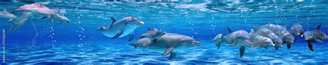 Panorama of Underwater life. Dolphins Stock Photo | Adobe Stock