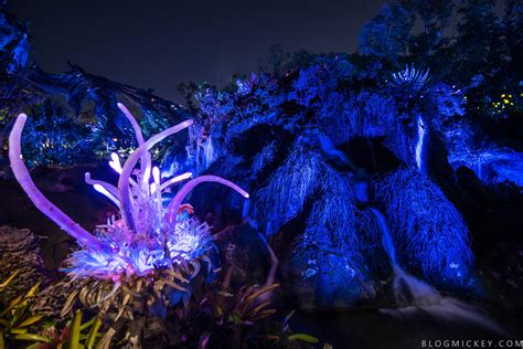 PHOTOS + VIDEO: Pandora - The World of Avatar Comes Alive at Night