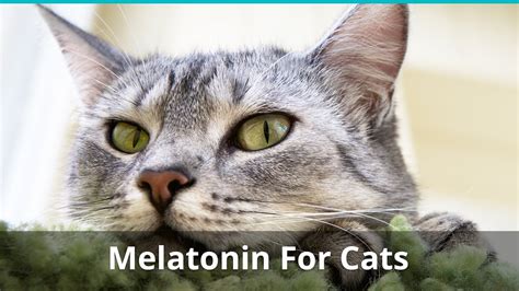 Melatonin For Cats: Can You Give It, And How Much?