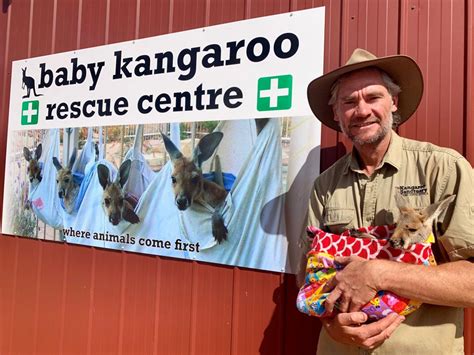 Baby Kangaroo Rescue Centre - The Kangaroo Sanctuary