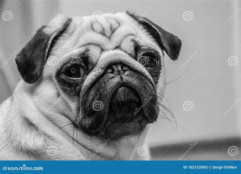 Black And White Portrait Of A Serious Pug Stock Image Image Of