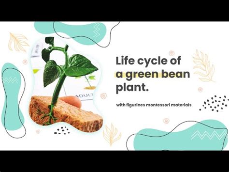 Life Cycle Of A Lima Bean Limoworlds