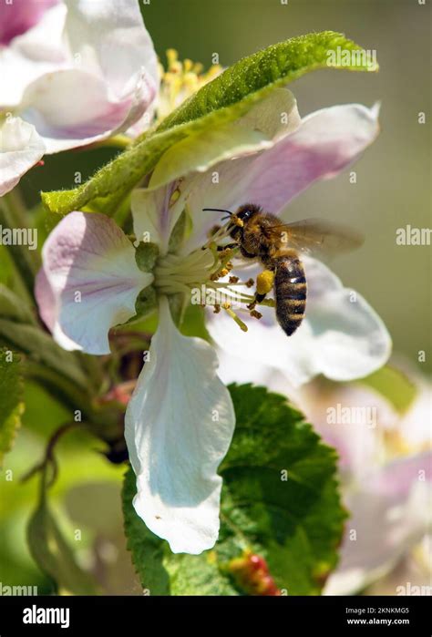 Abeja O Abeja Mel Fera En Lat N Apis Mellifera Abeja Mel Fera Europea