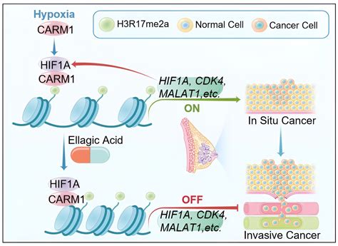 Carm Drives Triple Negative Breast Cancer Progression By Coordinating