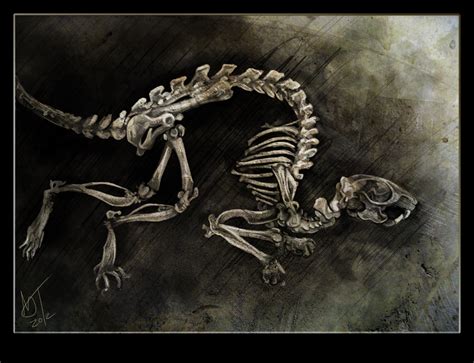 Rat Skeleton Study by DawnFrost on DeviantArt