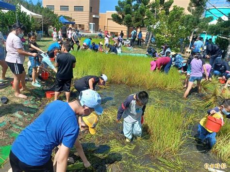 澎湖復育荸薺 最大野生棲地在湖西尖山發電廠 生活 自由時報電子報