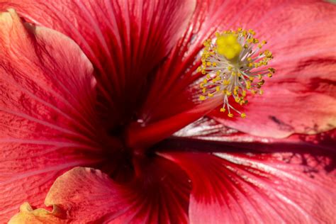 Hibiscus Flickr