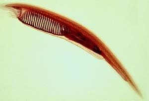 Environmental Science Blog: Amphioxus