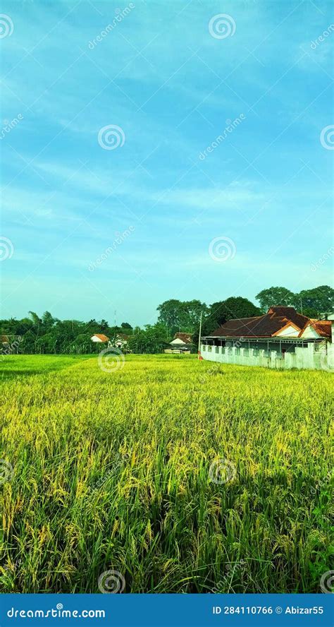 Beautiful Rice Field Landscape Photography With Clear Blue Sky Stock