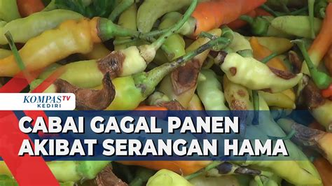 Terserang Hama Hasil Panen Petani Cabai Menurun Drastis YouTube