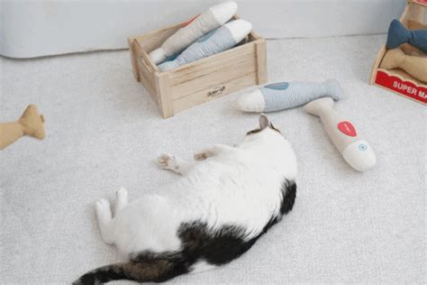 【楽天市場】猫 おもちゃ キャットニップ 綿100 トイ 柔らかい かわいい 玩具 ぬいぐるみ キャットトイ Parisdog パリスドッグ