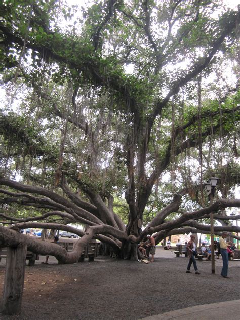 Lahaina Banyan Tree