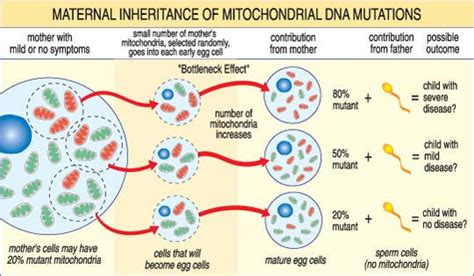 How Are Human Mitochondria Inherited