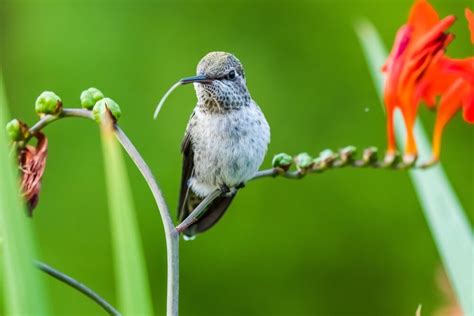 Meet The Ruby-Throated Hummingbird (Photos & Facts)