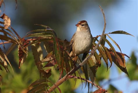 Gale S Photo And Birding Blog White Crowned Sparrows