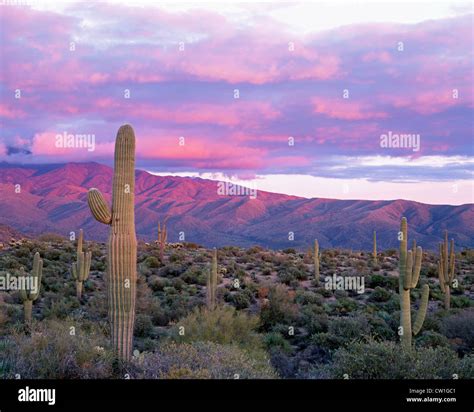 The Sonoran Desert Is A North American Desert Which Covers Large Parts