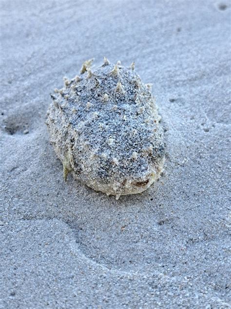 Shortspine Porcupinefish From Mh Pearly Beach Resort Pearly Beach