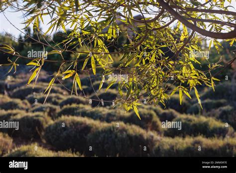 Vitex Agnus Castus Plant Called Chaste Tree In Cyprus Island Country