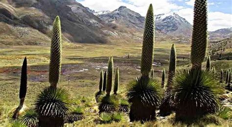 Ecorregión De La Puna Flora Fauna Y Conservación Teleflor