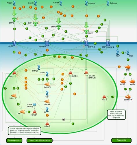 Development Bmp Signaling Pathway Map Primepcr Life Science Bio Rad