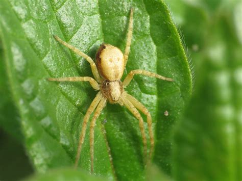 Philodromus Cespitum Philodromidae Running Crab Spiders Flickr