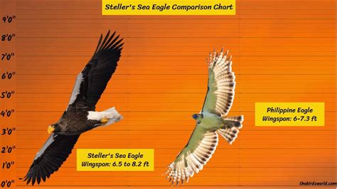 Steller's Sea Eagle Wingspan: How Big Are They Comparison?