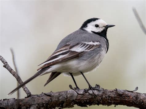 White Wagtail Ebird