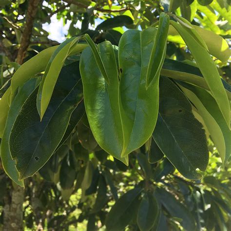 My Tropical Homestead Selects – Tagged "guanabana leaves"