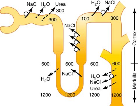 Urine Concentration And Dilution Regulation Of Extracellular Fluid