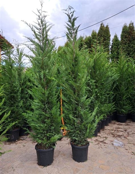 Leylandii M M Calitate Extra Gard Viu Verde Natural Voluntari