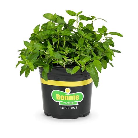 Bonnie Plants 232 Qt Sweet Mint Herb Plant 5104 The Home Depot