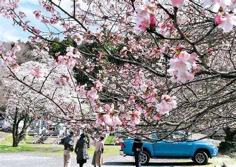 20年ほど前に発見長瀞の「岩田桜」見頃迎える “町内で最初に開花するサクラ”で春の訪れ感じて｜埼玉新聞｜埼玉の最新ニュース・スポーツ・地域の話題