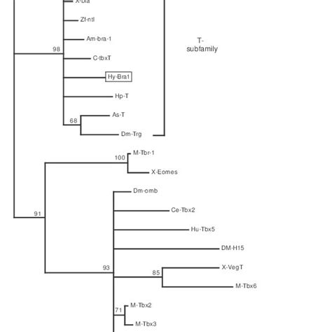 Phylogenetic Analysis Of T Box Proteins A Maximum Likelihood Method