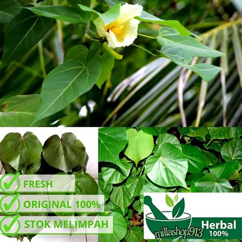 Ready Daun Waru Segar Bersih Langsung Petik 500gram Lazada Indonesia