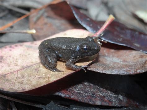 Green Frog | Brad Glorioso’s Personal Website Amphibians and Reptiles ...