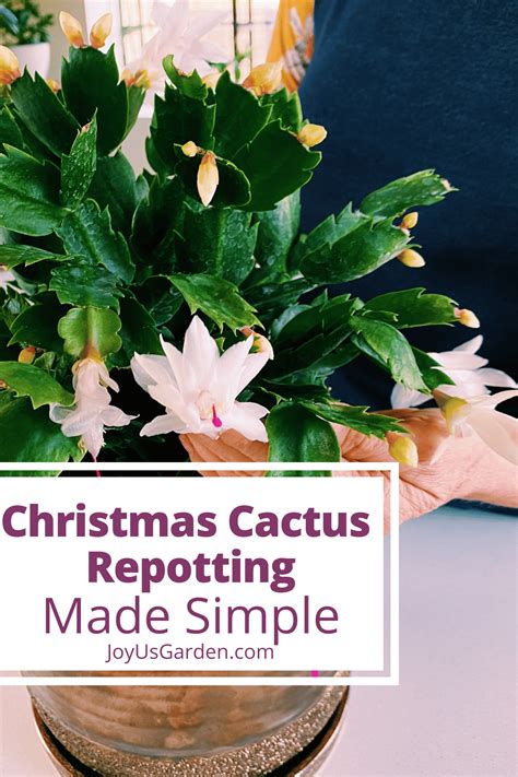 Houseplant Repotting Christmas Cactus Joy Us Garden