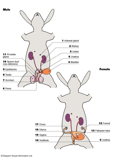 Female Reproductive System Of Rabbit Diagram Rabbit Anatomy