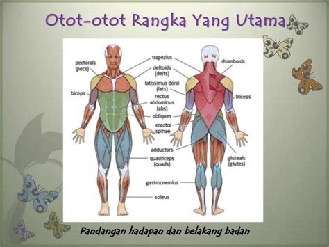 Otot Rangka Ciri Fungsi Bagian Dan Cara Kerja Lengkap Dengan Riset ...