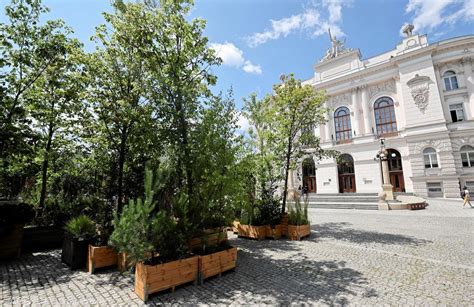 Drzewa W Mie Cie Znienacka Na Placu Politechniki Wyr S Zagajnik Kto