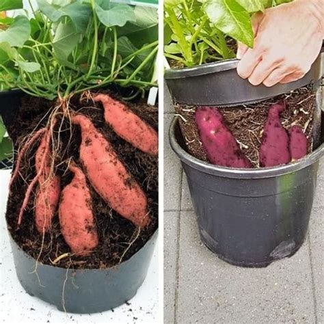 Como Plantar Batata Doce Como Fazer Em Casa Em Vaso E Canteiro