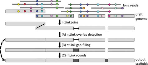 Ntlink A Toolkit For De Novo Genome Assembly Scaffolding And Mapping