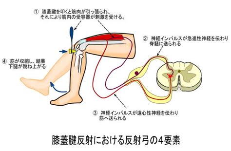 間質性膀胱炎の症状 慢性膀胱炎・間質性膀胱炎・膀胱頚部硬化症