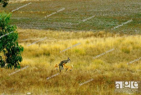 Dingo - Hunting Eastern Grey Kangaroo (Macropus giganteus) (Canis lupus dingo), Stock Photo ...