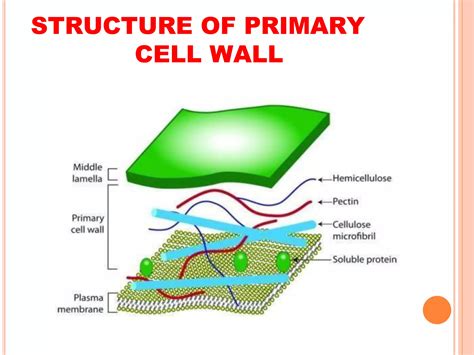 cell wall drawing 2