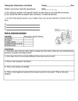 Biology Sheep Eye Dissection Lab Activity By Transformation Teaching